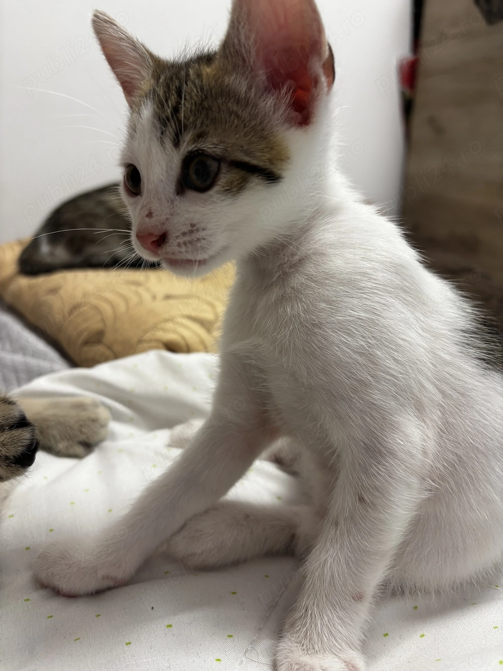 Adopție 3 băieței 