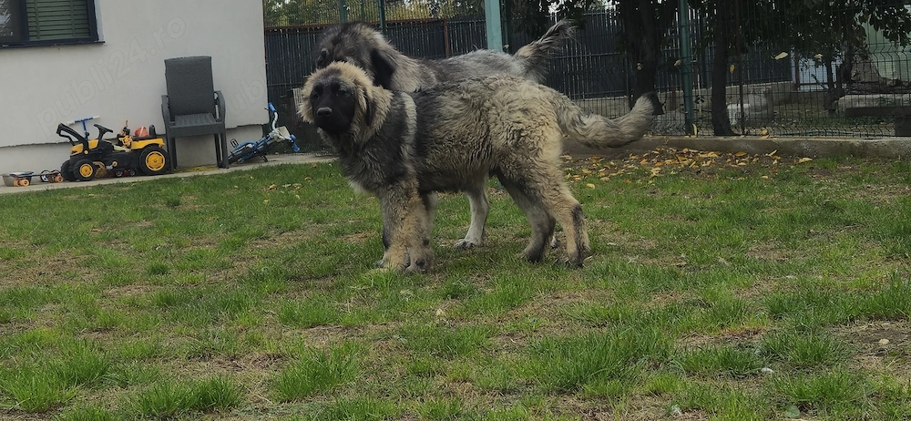 Ciobanesc caucazian pedigee