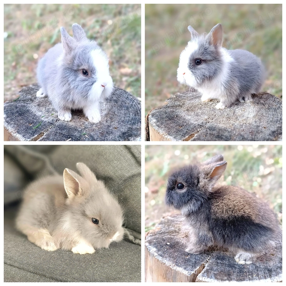 Vand pui iepuri cap de leu iepurasi pitici de companie