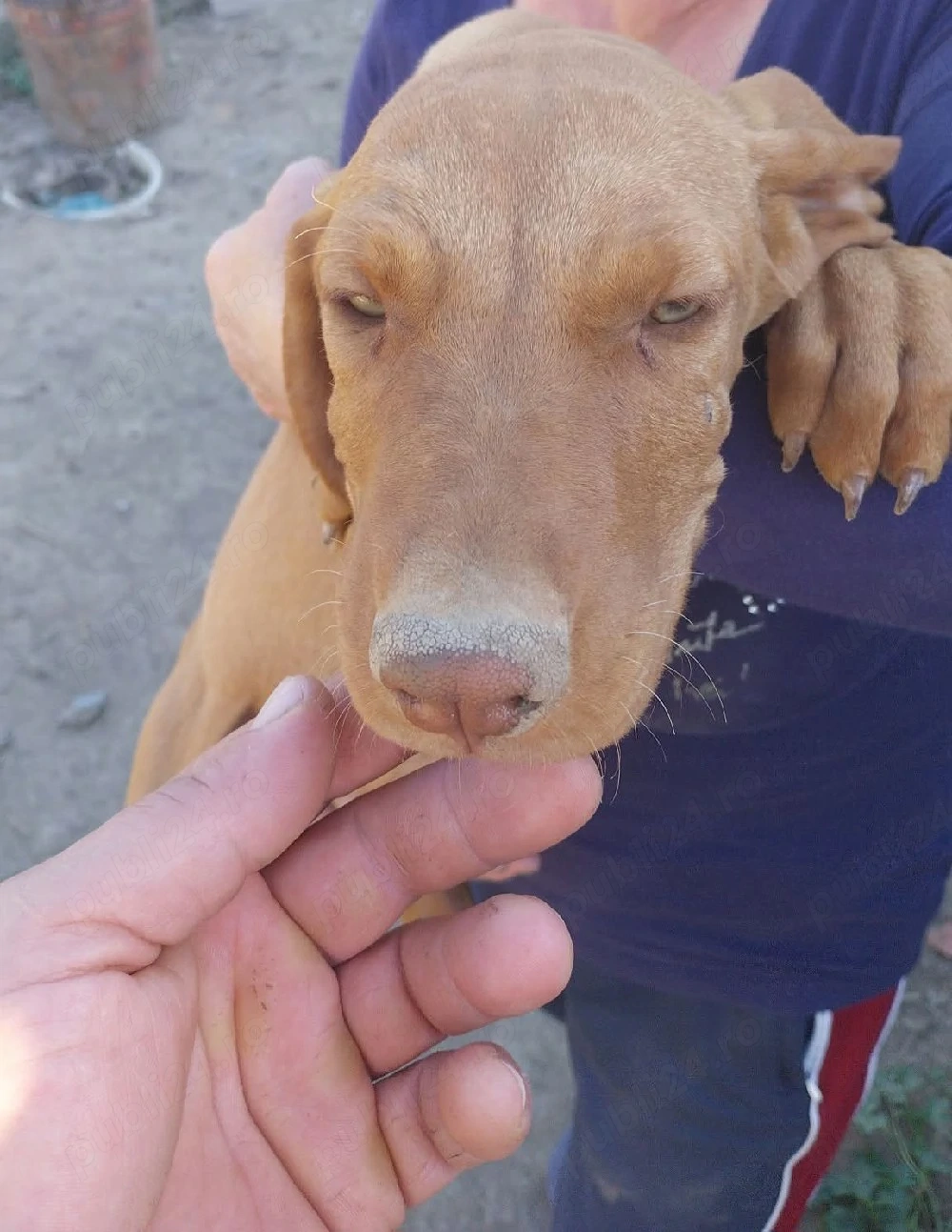 Donez catei vizsla