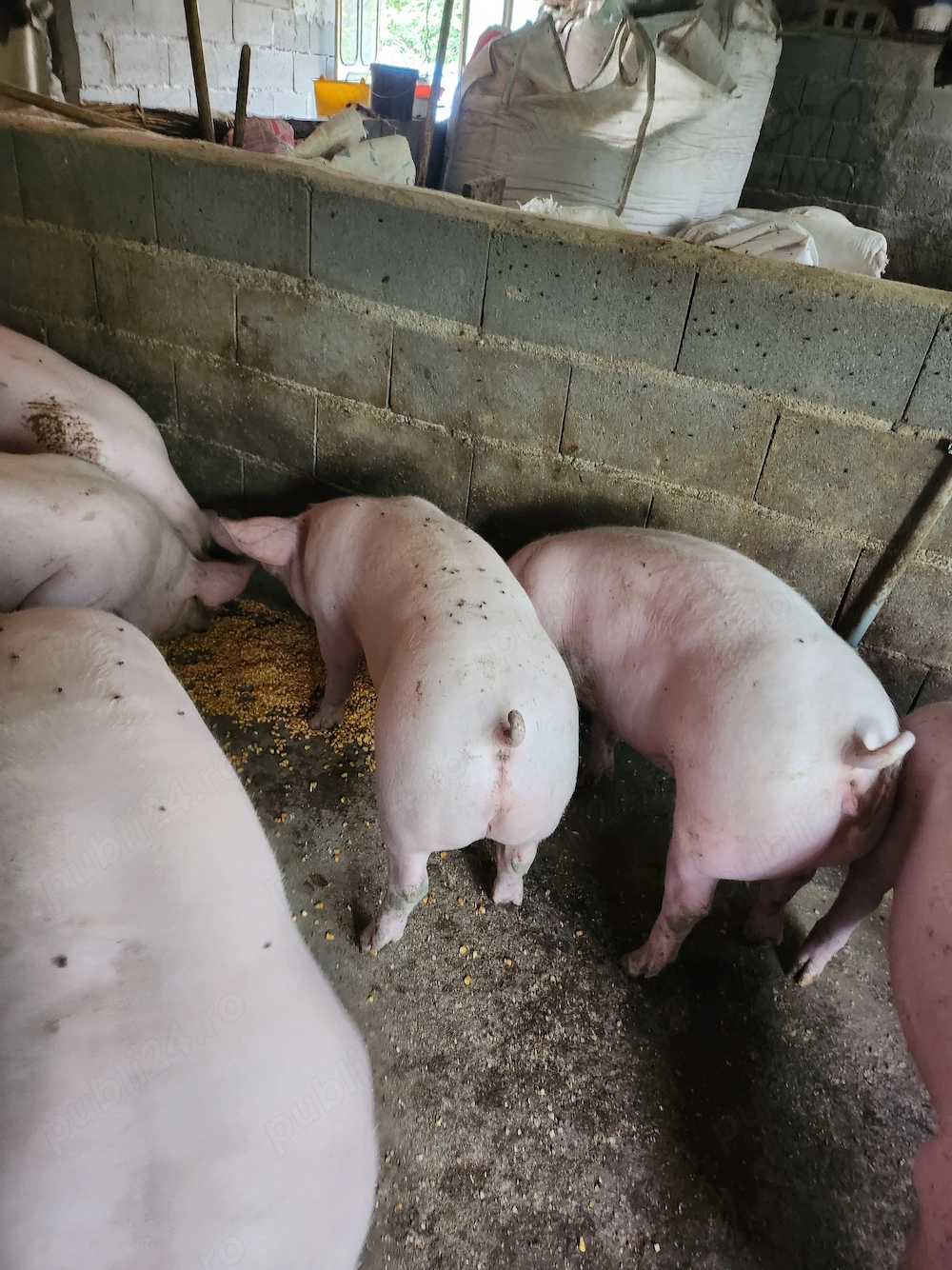 Vând porci crescuți in gospodărie 