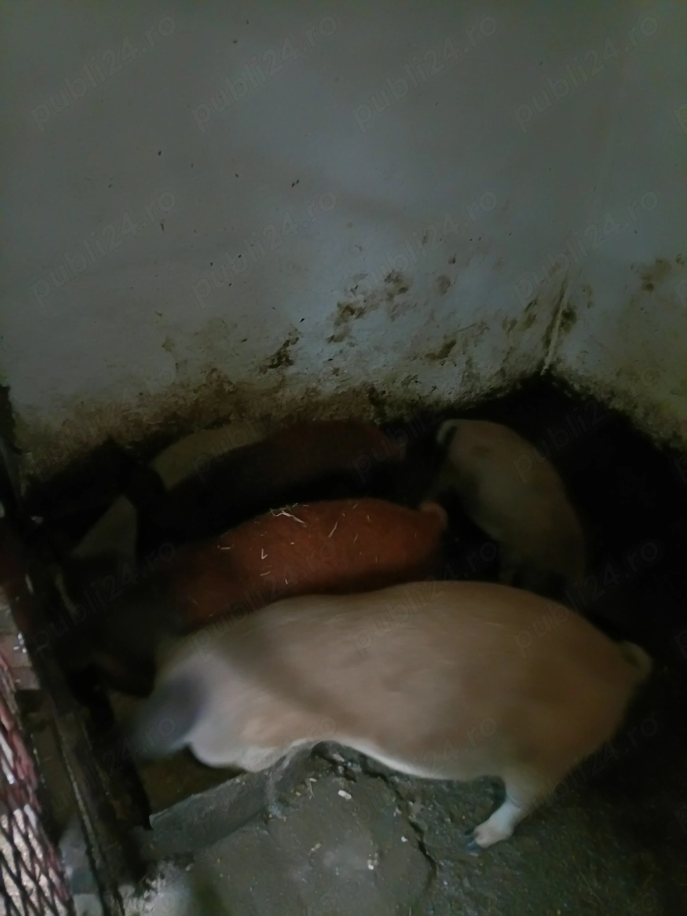 Purcei rasa Mangalița 3 porci și 2 purceluse !