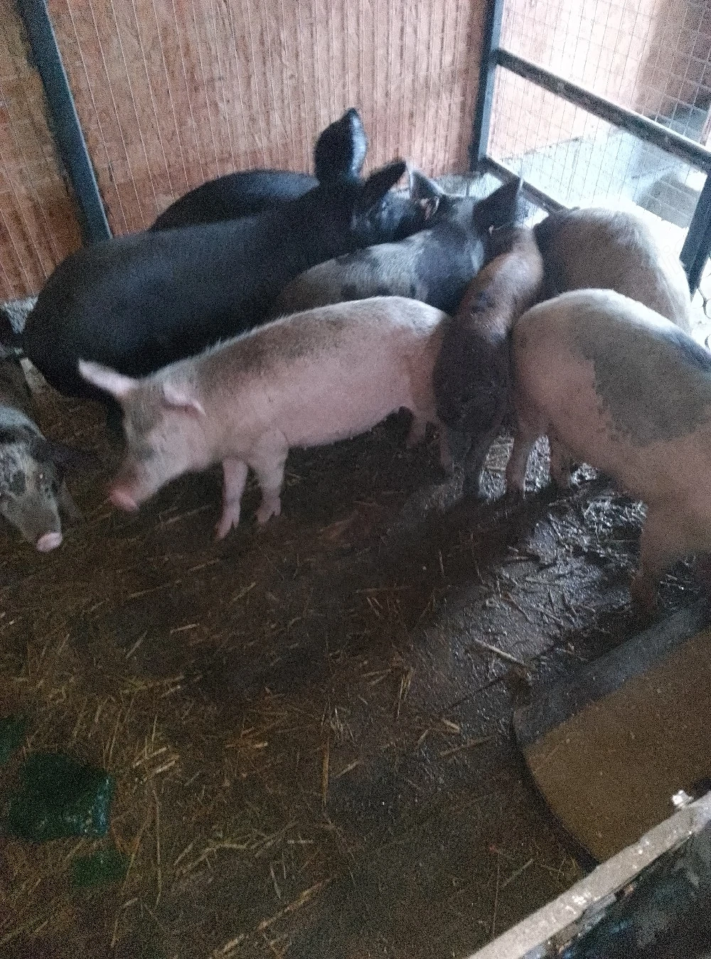 Porci de vanzare