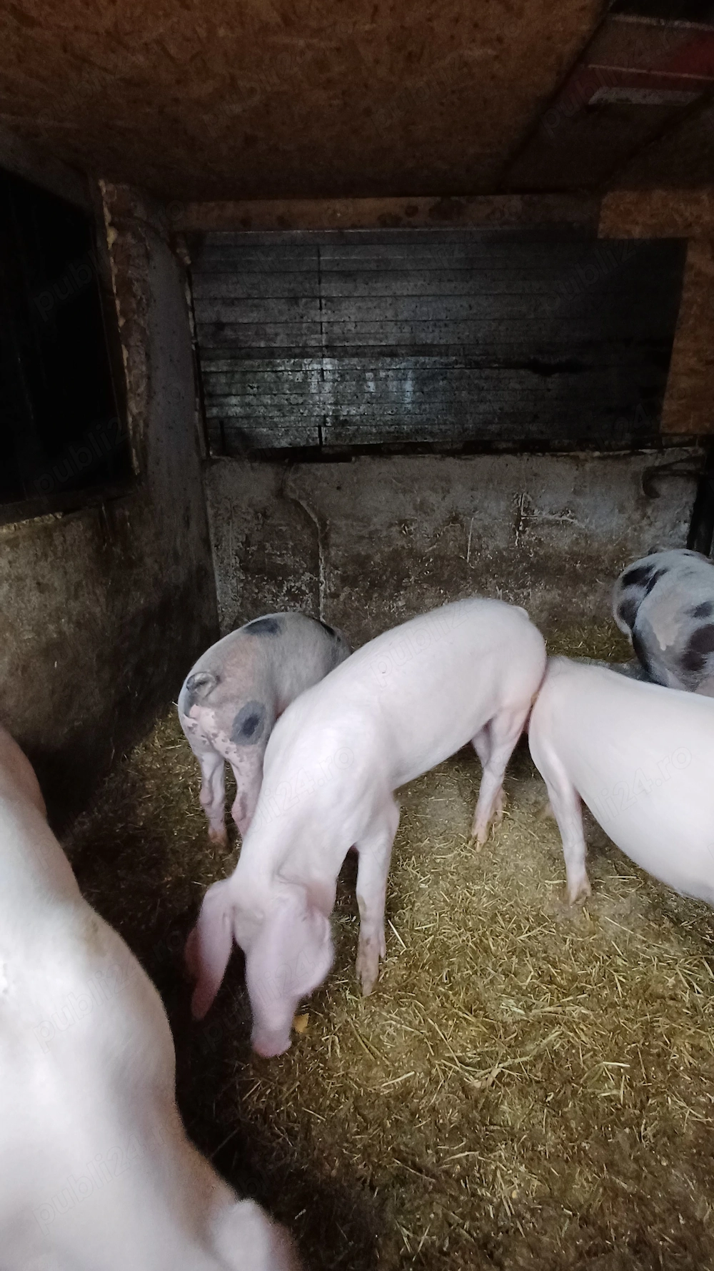 Porci de vanzare,peste50 kg