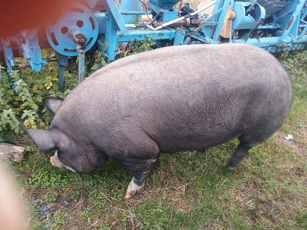 porci de vânzare 