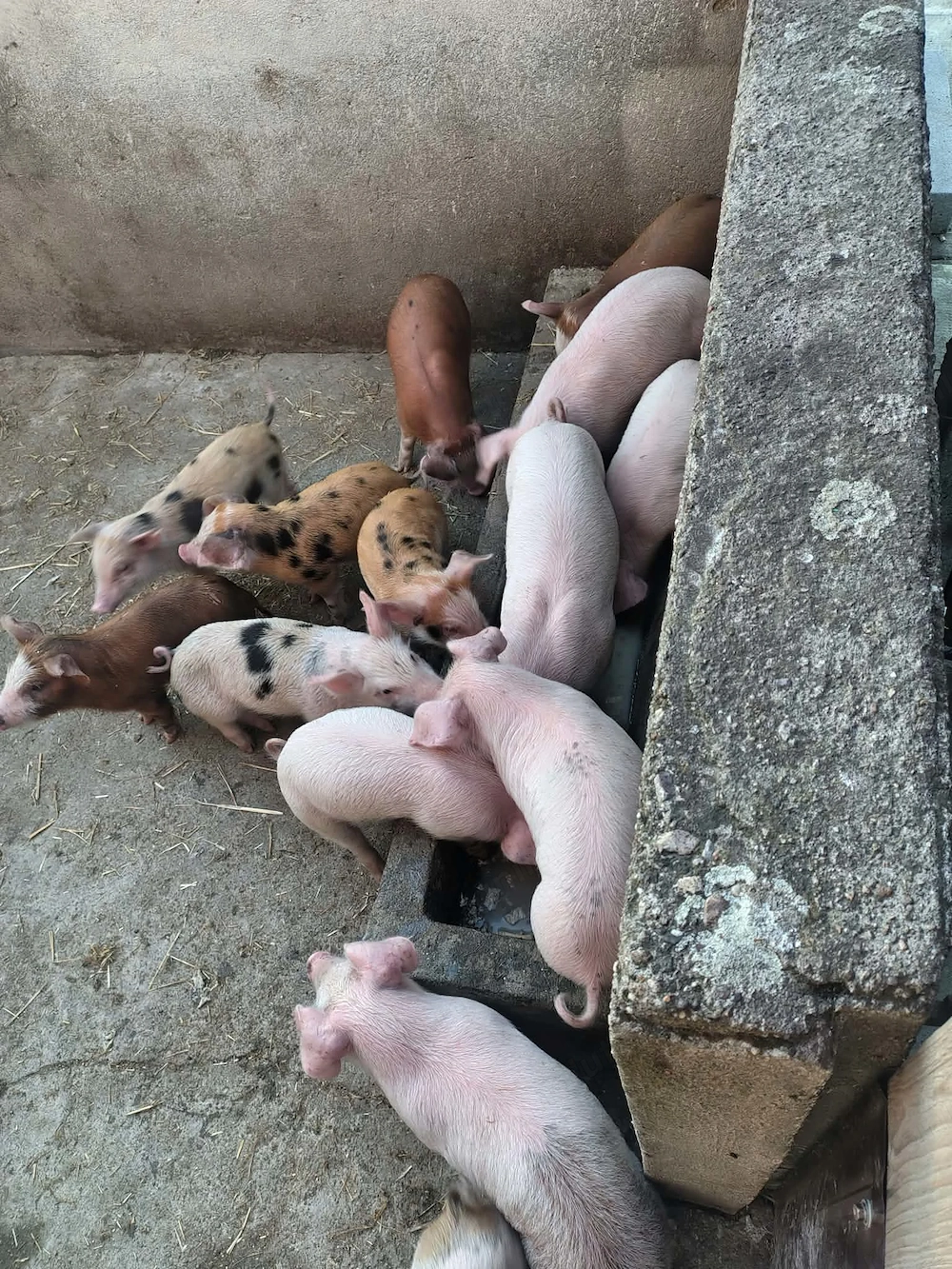 Vand purcei duroc cu landras 