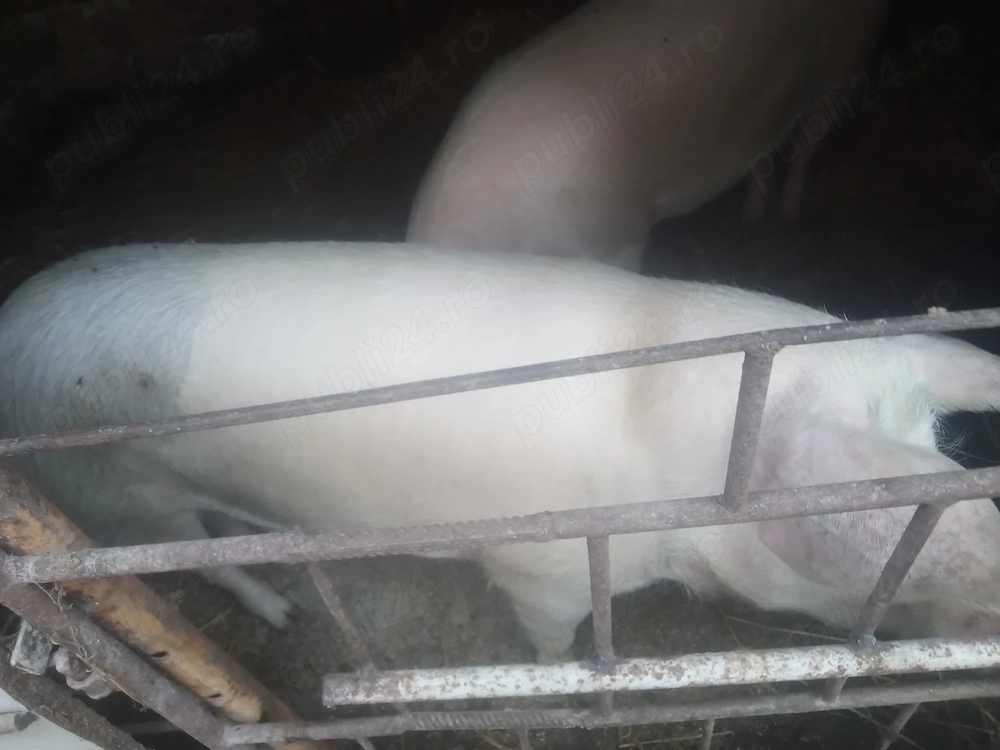 Vând porc gras,se poate rezerva pt Crăciun 