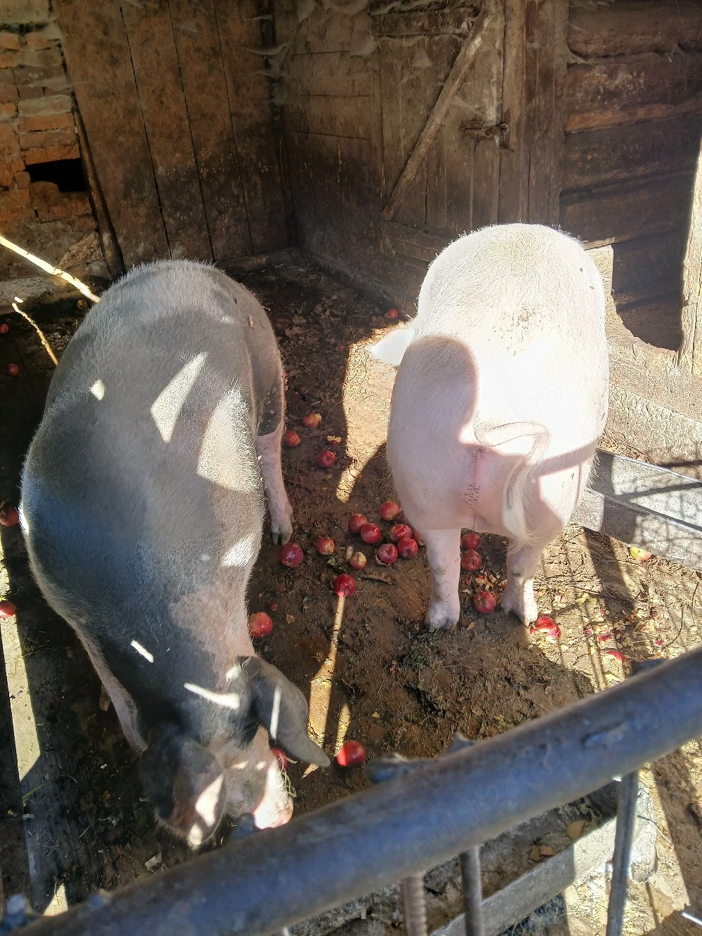Vand porc crescut in gospodarie