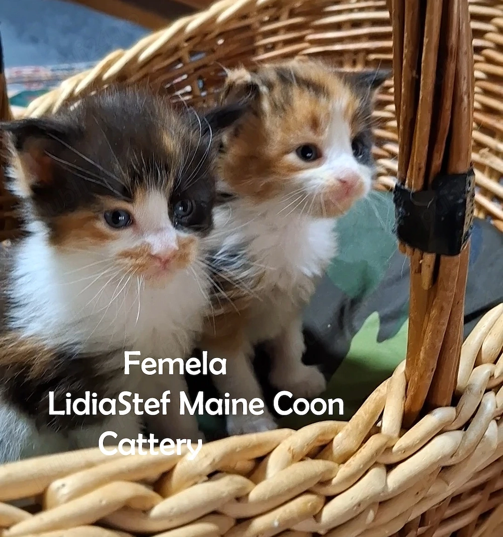 Maine Coon pisicuti cu Pedigree WCF-Magnificats-Felisa Timisoara