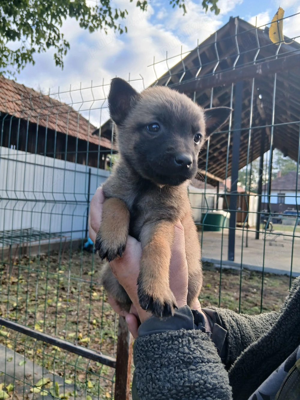 Catei de Ciobanesc Belgian Malinois   DISPONIBILI! 