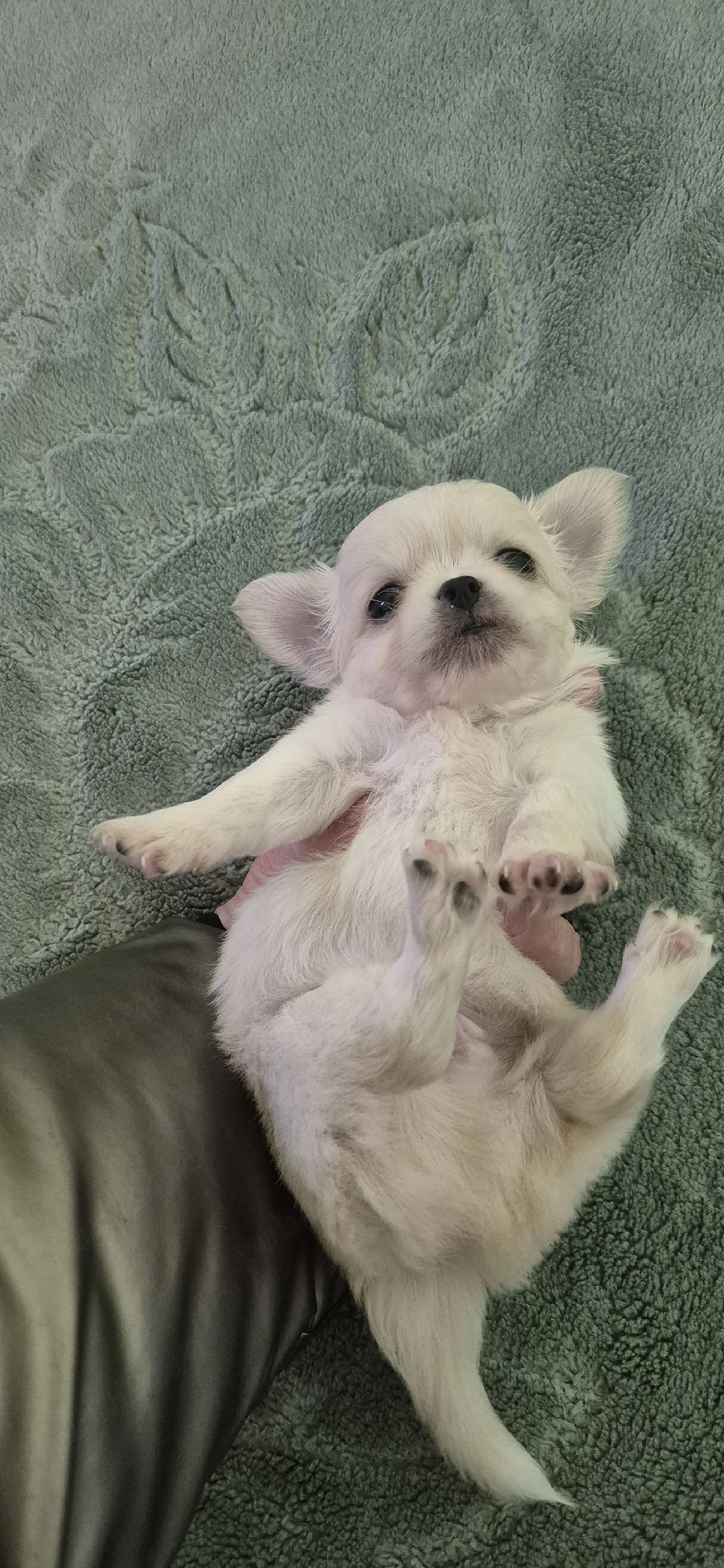 Chihuahua baietel alb