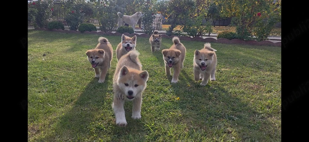 Cățeluși superbi Akita Inu Japonez