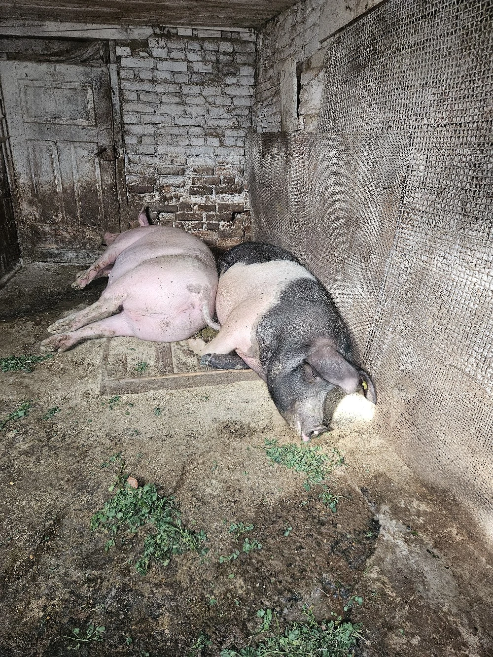porci de casa