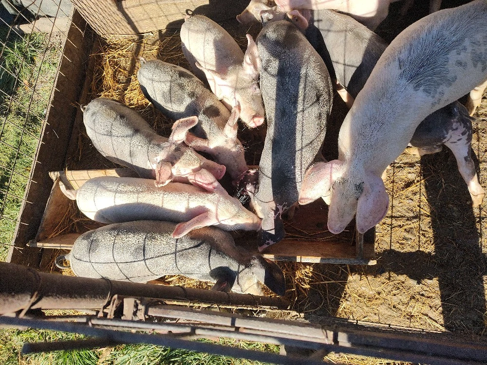 vânzări animale 
