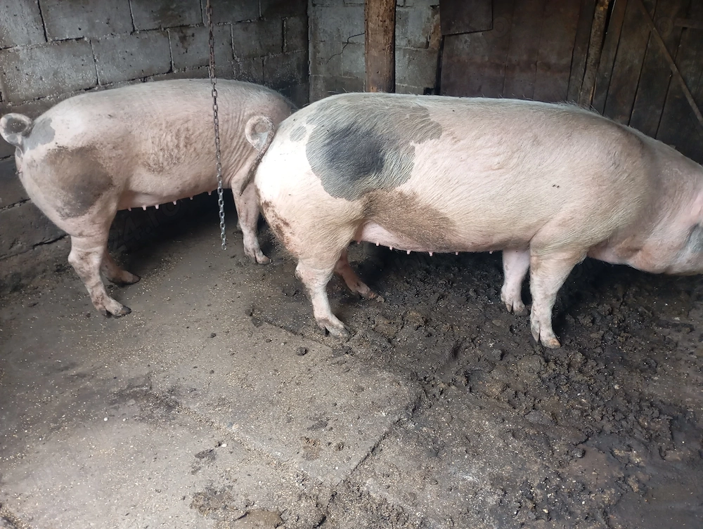 Vând porci rasa landras