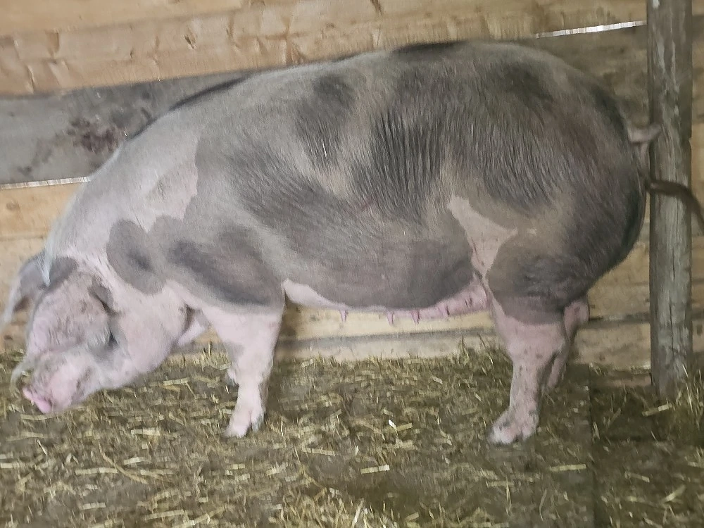 vand o scrofita rasa petrani de calinate de carne 240-250 kg pret 10 lei buc