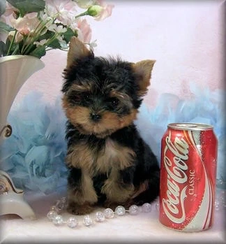 catelus yorkshire terrier 2 luni