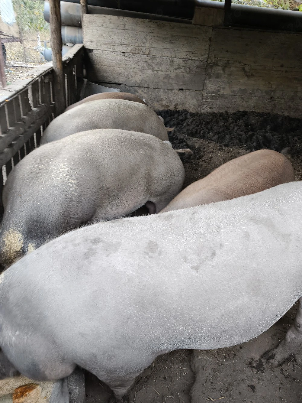 vand porci 