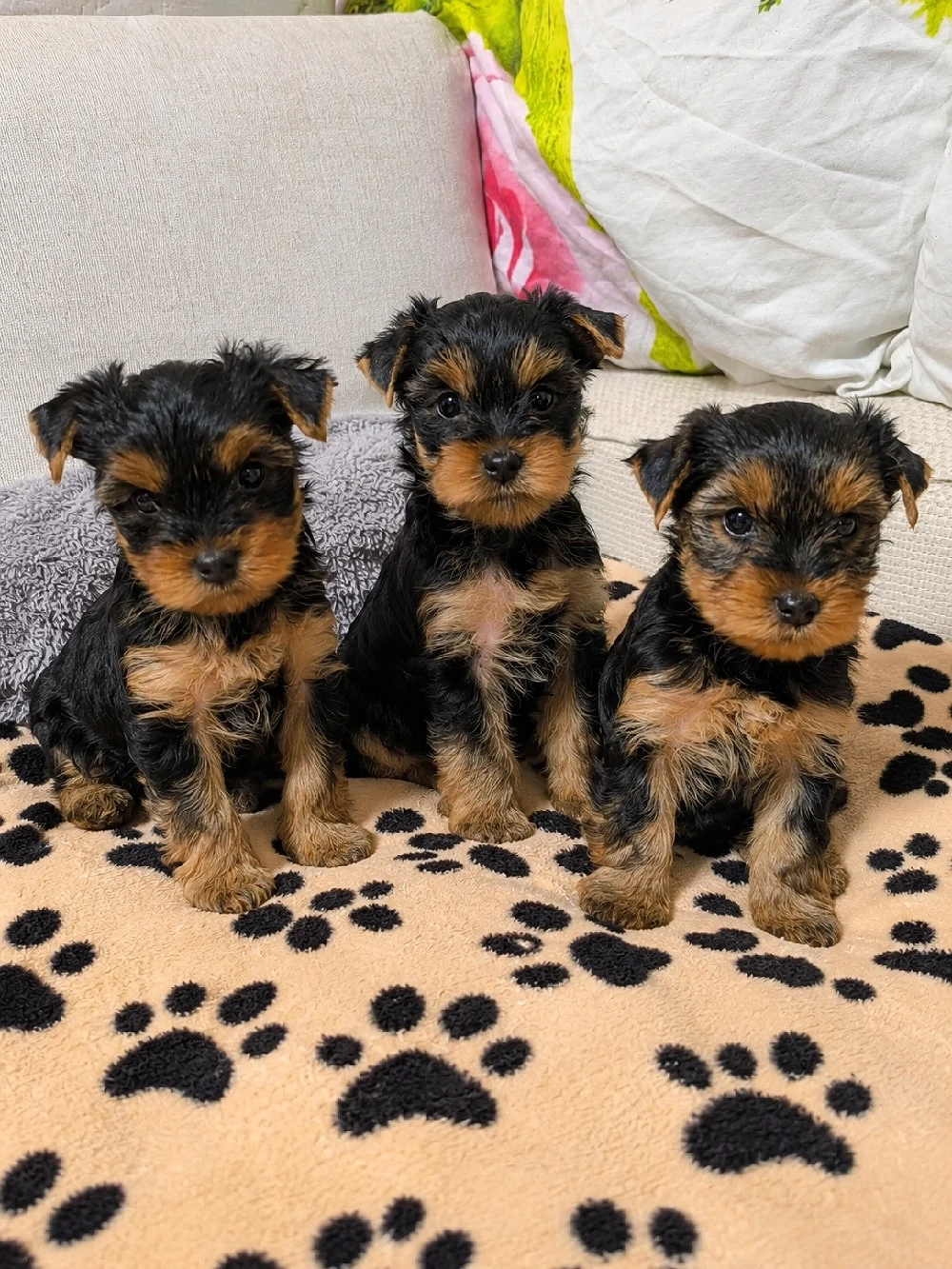 Yorkshire terrier băieți 