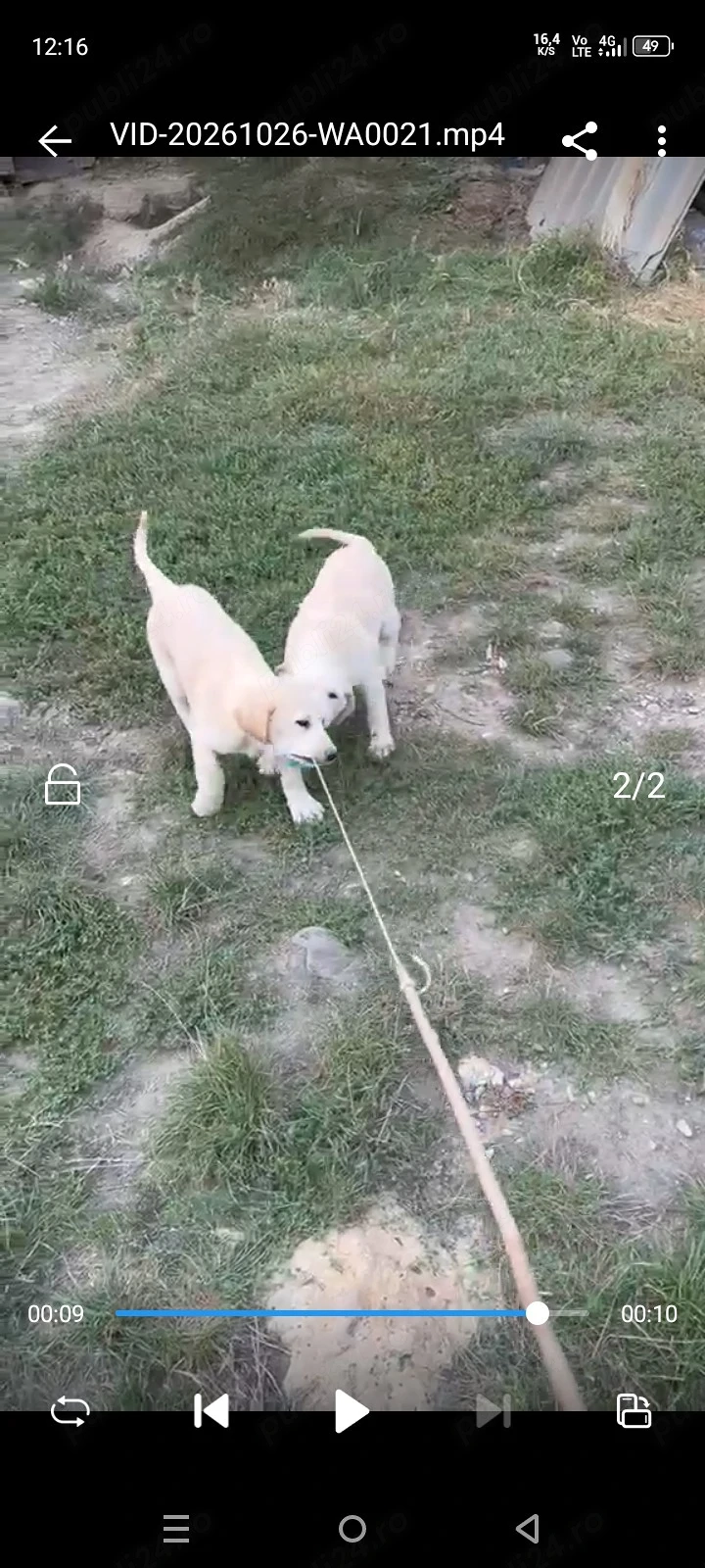 catelusi labrador
