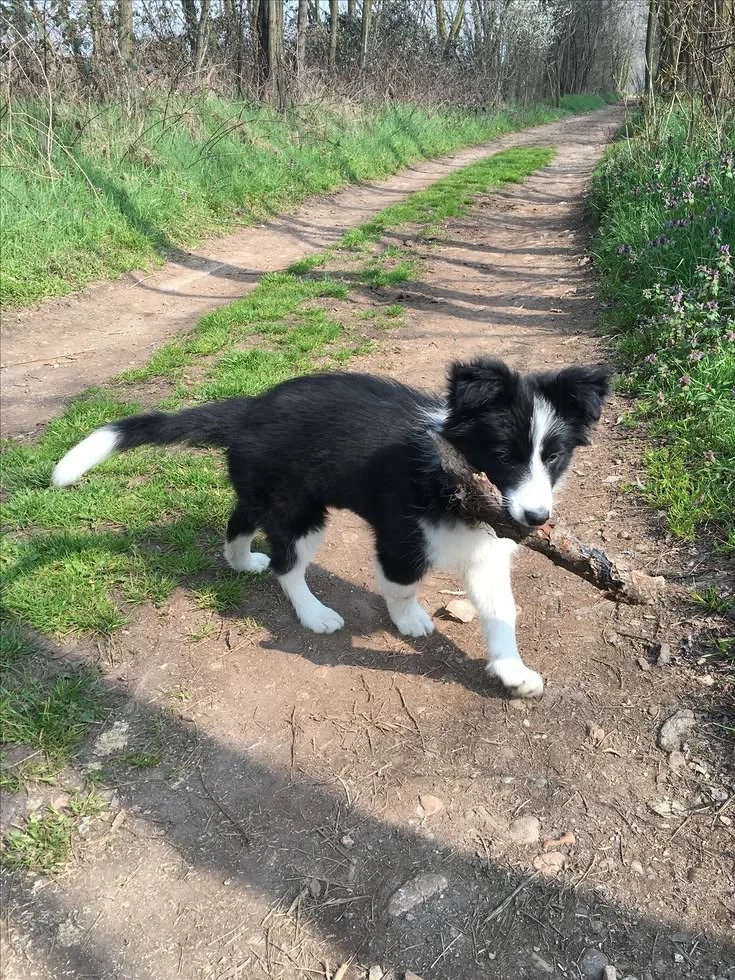Caut pui de Border Collie