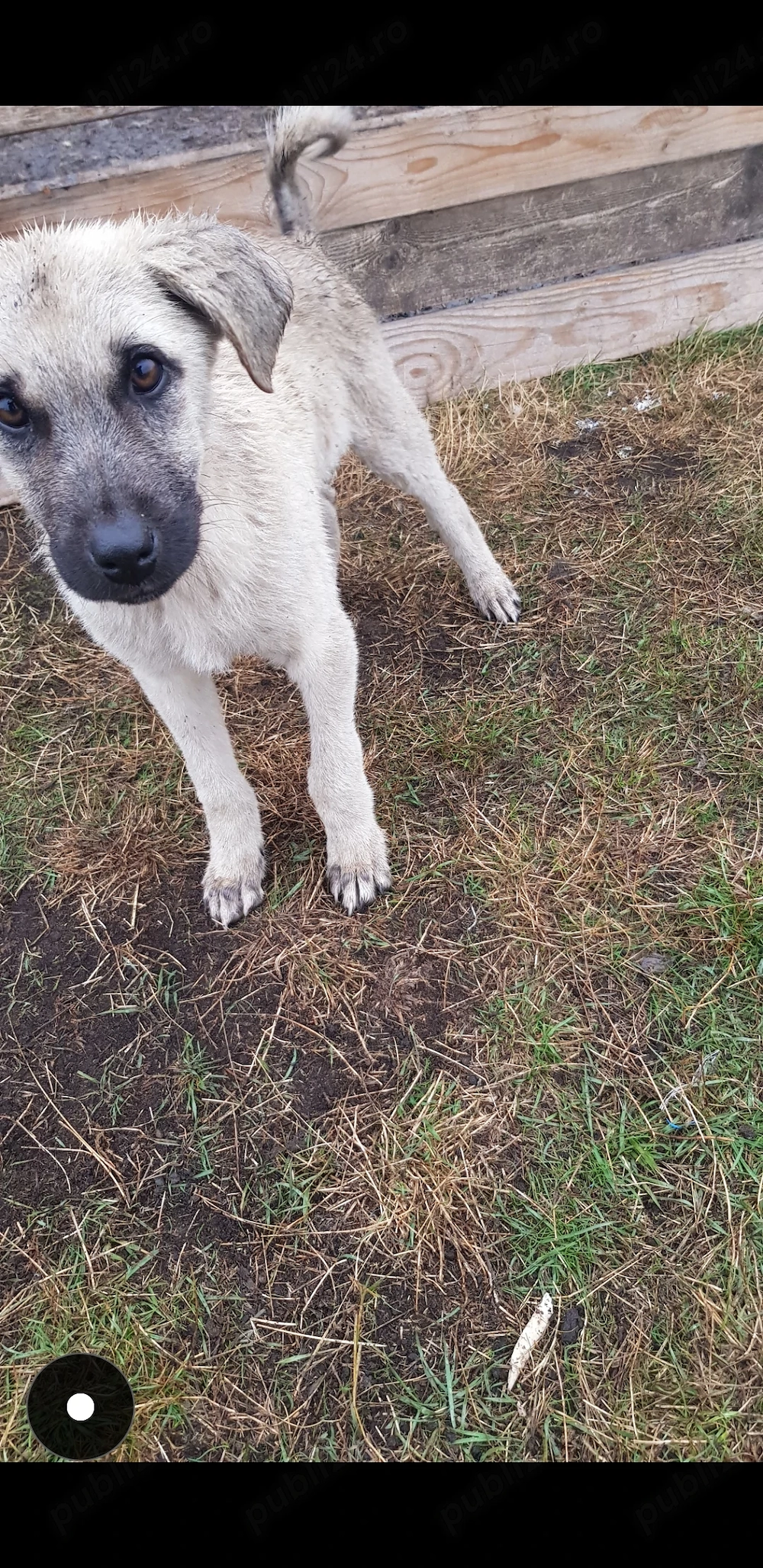 Vand cățel de kangal mascul