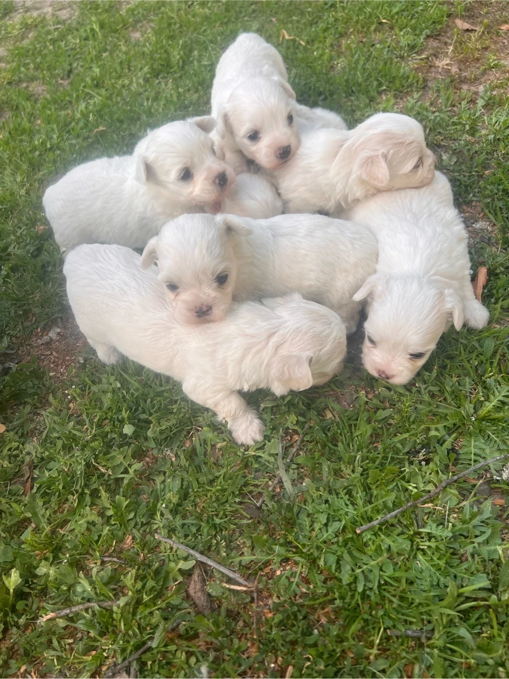 vand catei bichon maltez