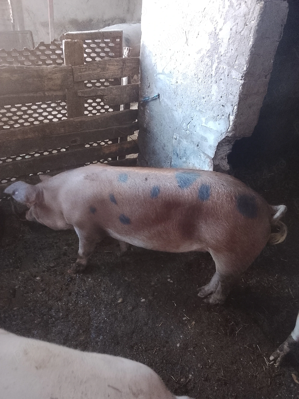 Porc  de 100 kg  nu acept negocieri sau oferte
