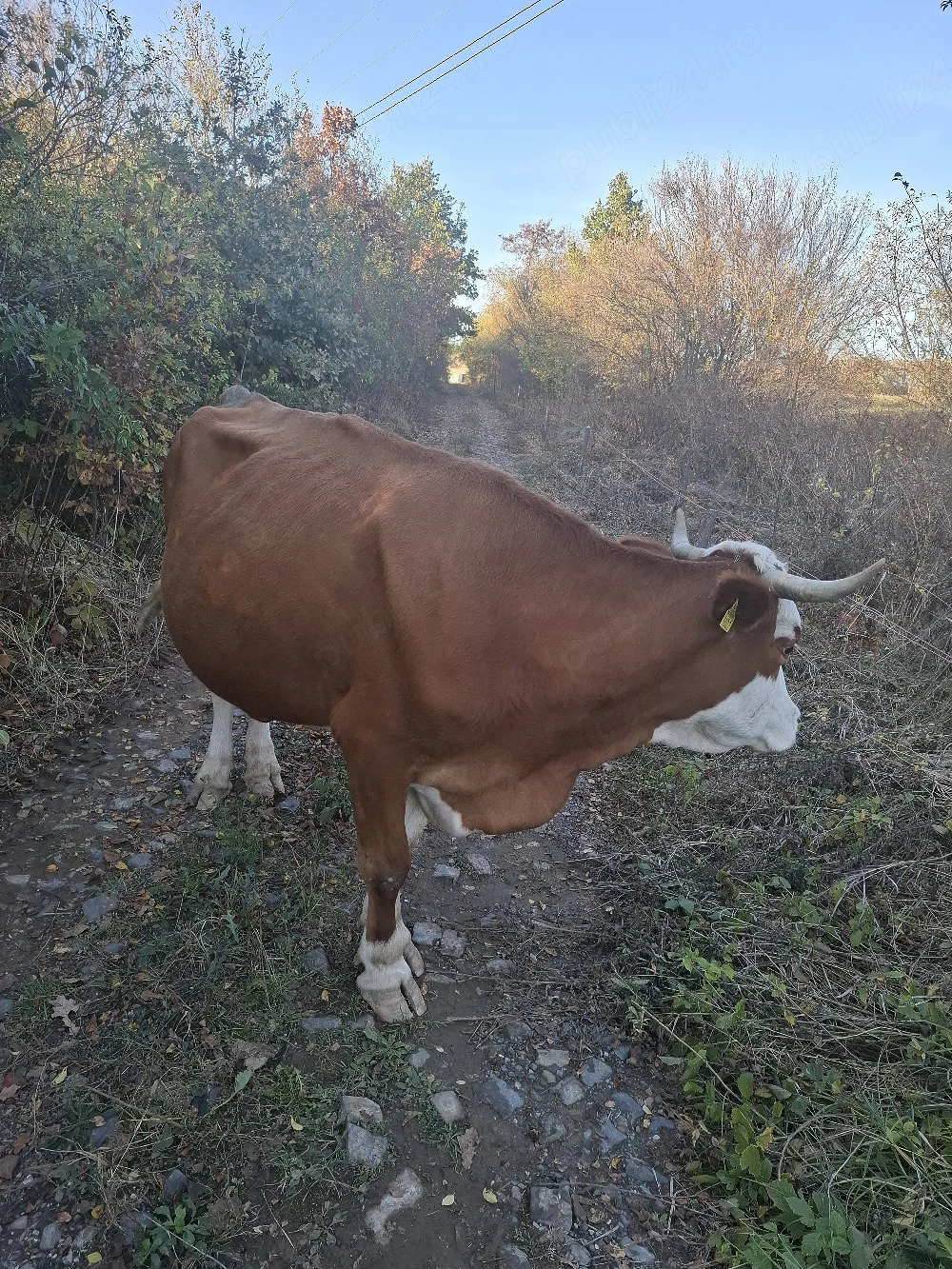 vand vaca de lapte 