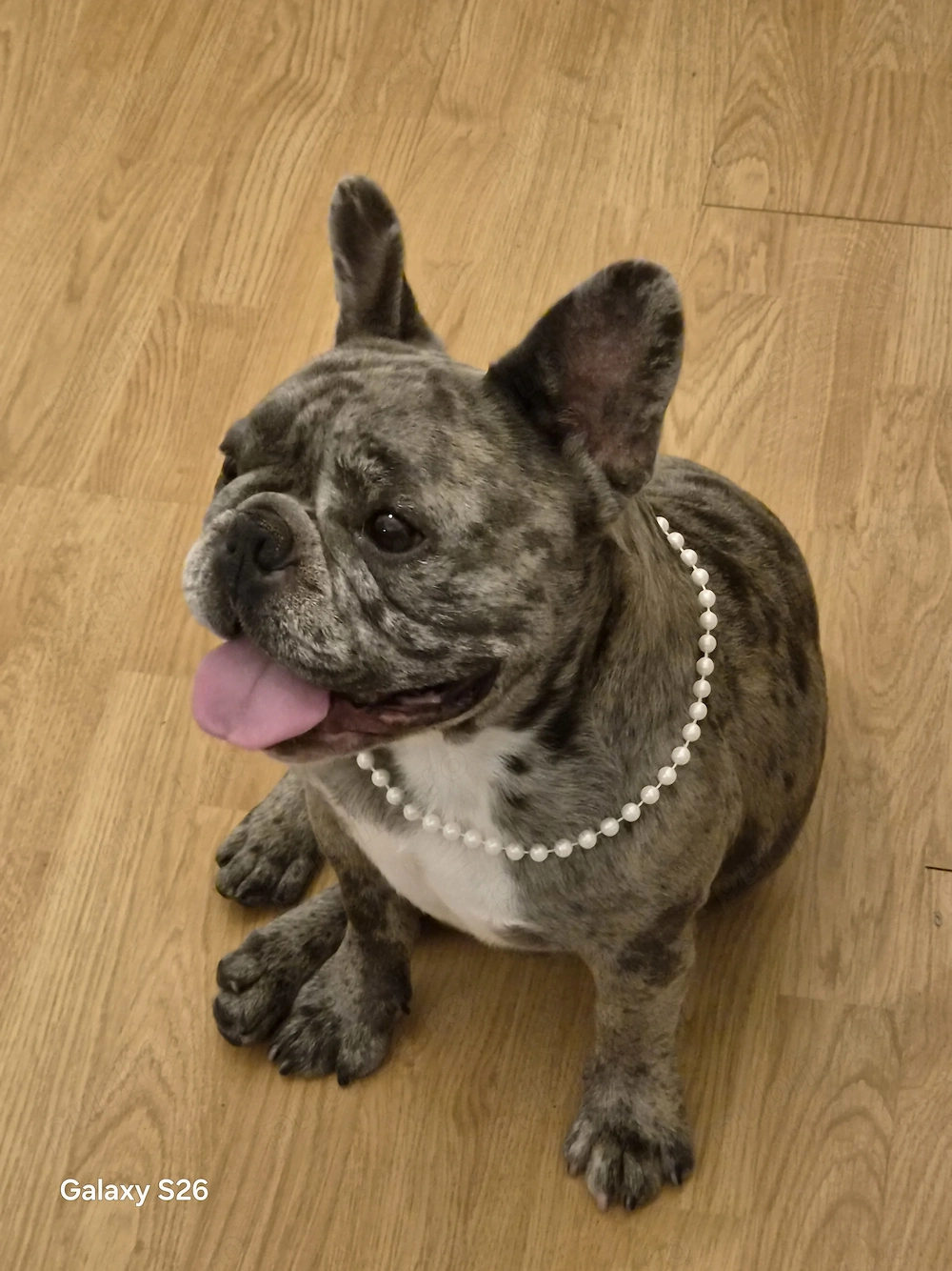 Buldog francez mascul 