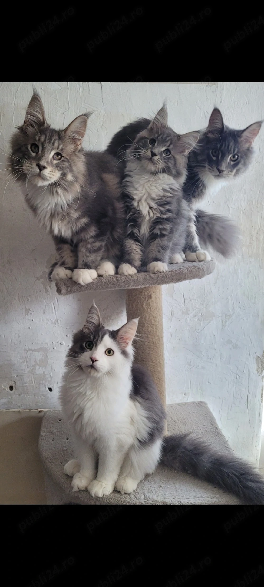 Vand pui Maine Coon , 2500 ron