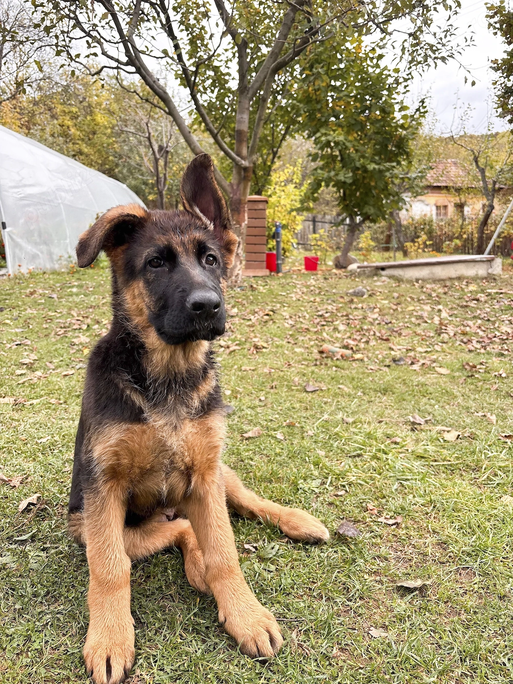 Fetiță de ciobănesc german cu pedigree de top