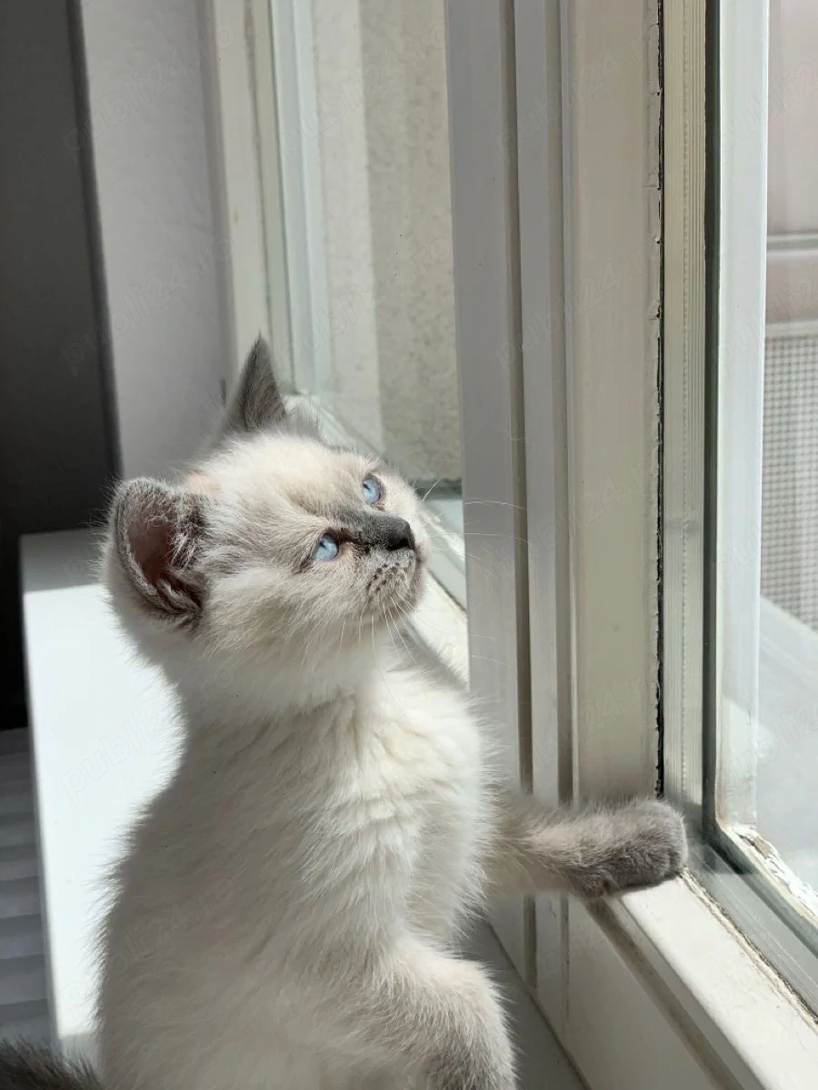 Ragdoll jucaus 