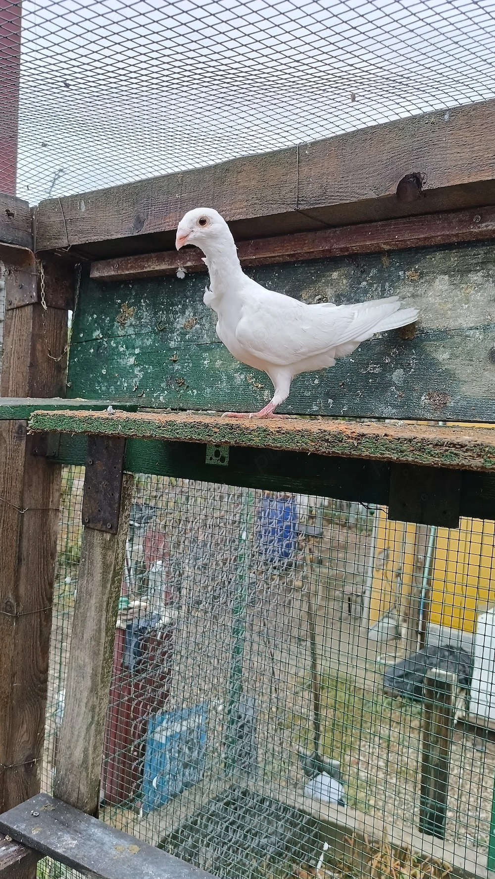 Porumbei voiajori albi cravatați 
