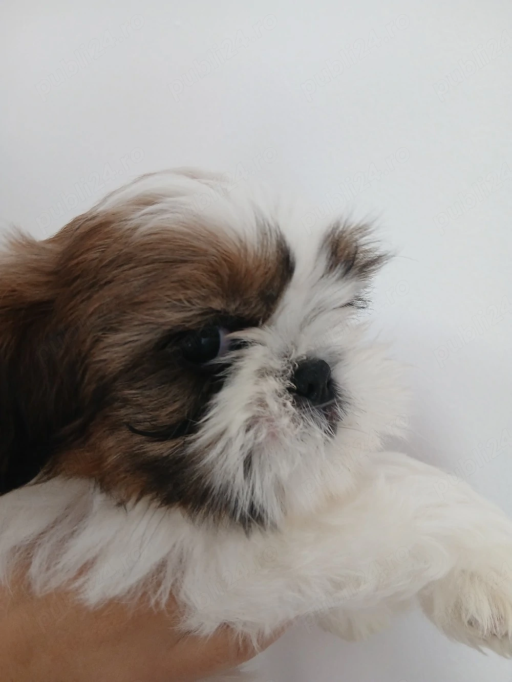 doui baietei Shih tzu 