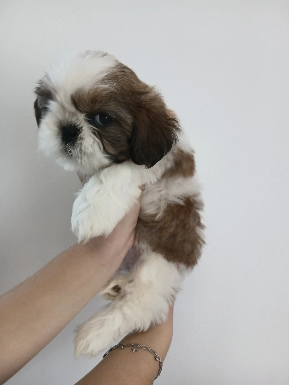 Shih tzu o fetita si doi baietei 
