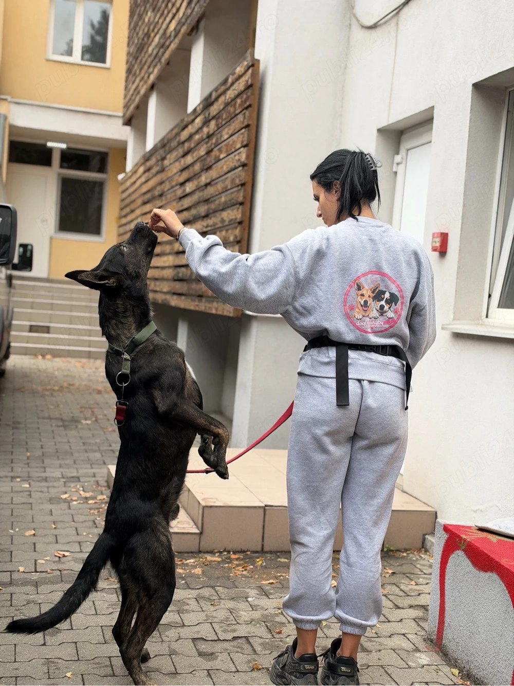 Dresaj canin   comenzi de bază și disciplină