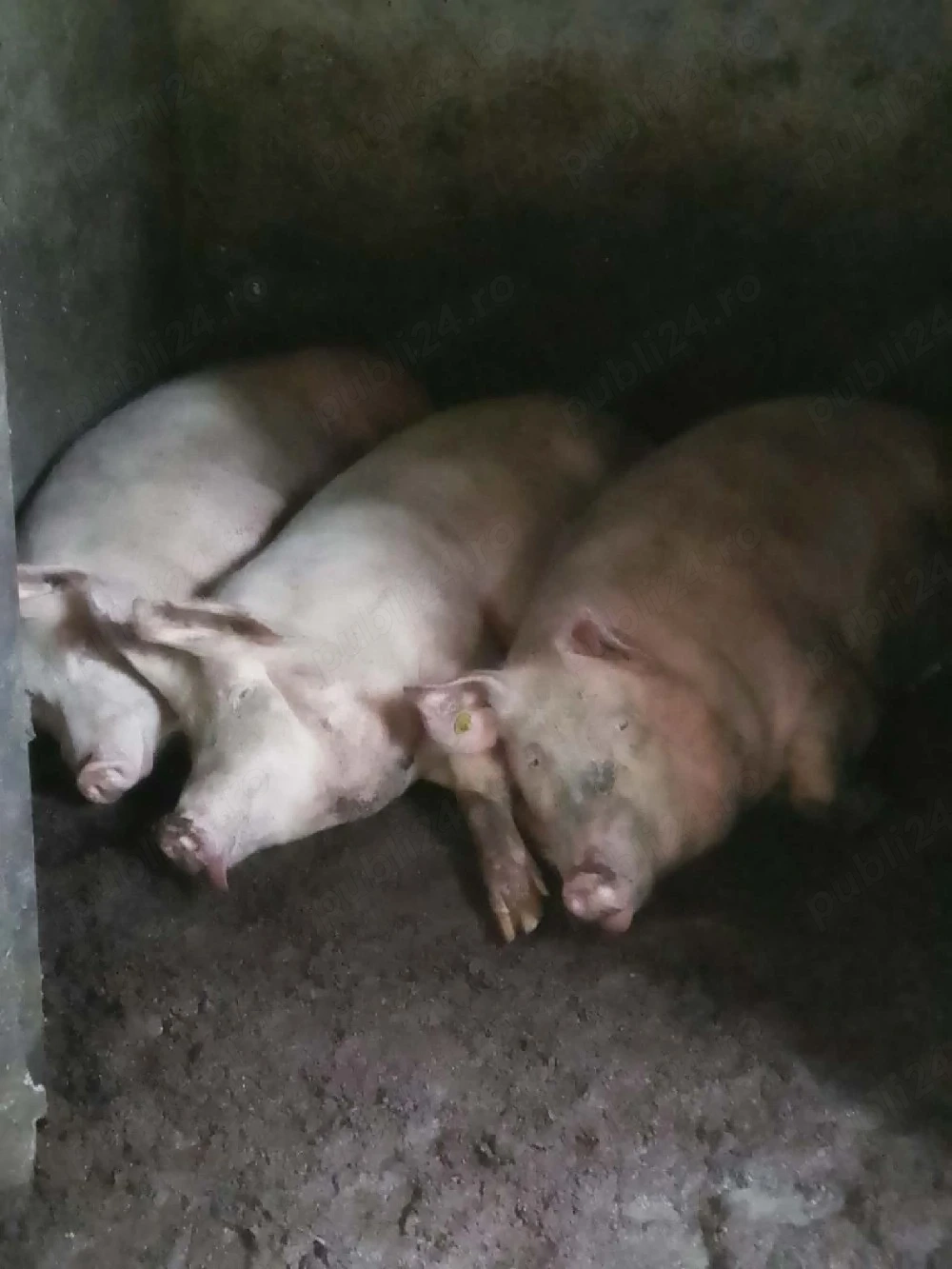 porci de vînzare 