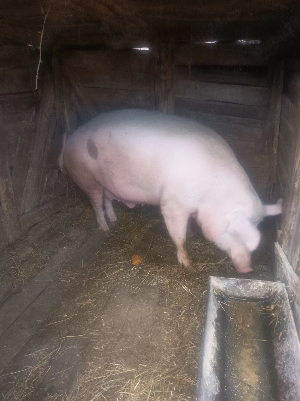 vând porc 