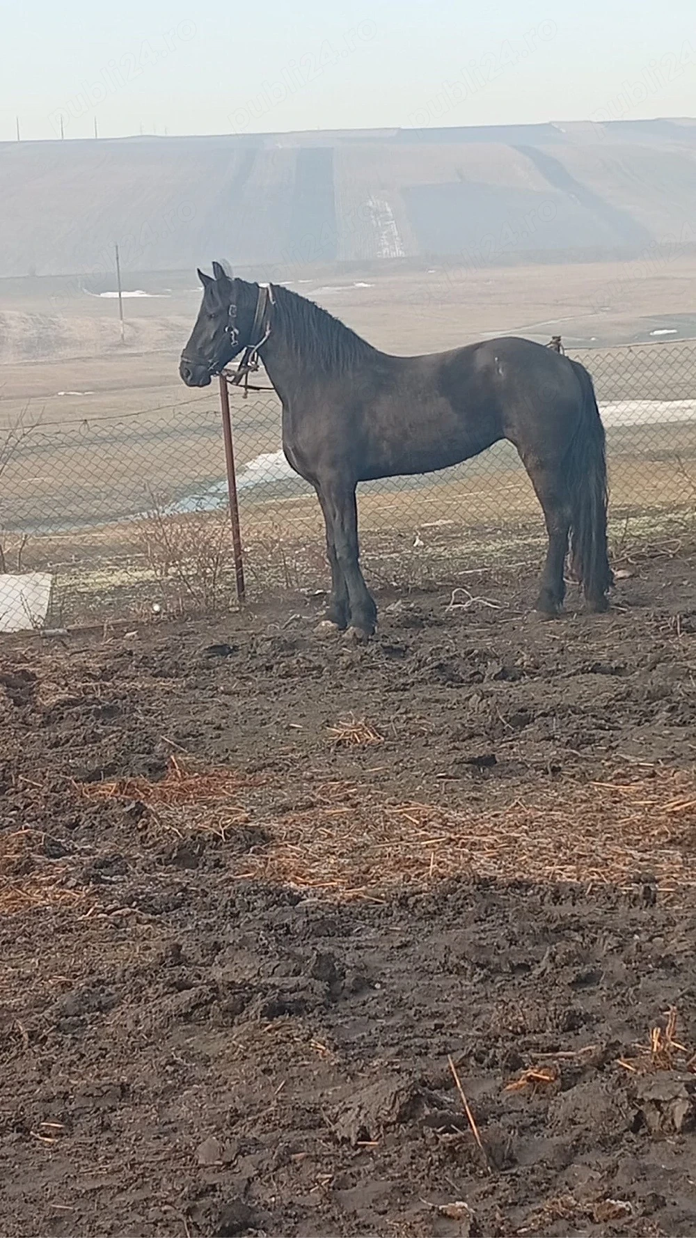 iapa Frizian si iepe kwpn
