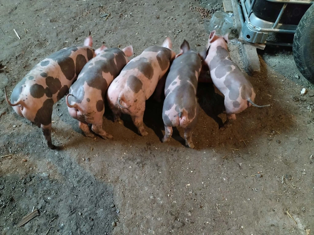 Puciei de vînzare  Petrani 