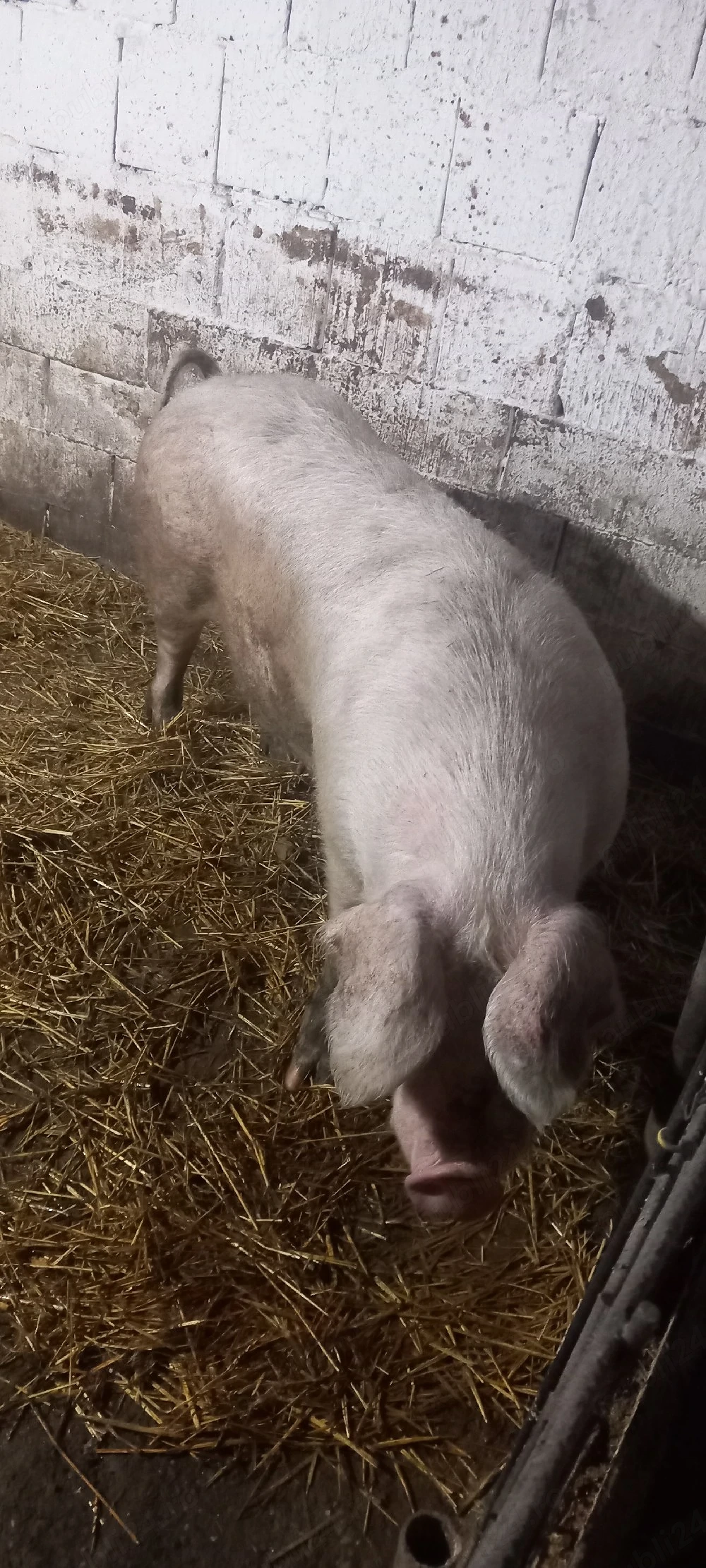 de vanzare scrfa de carne 260-280 kg 9 lei 