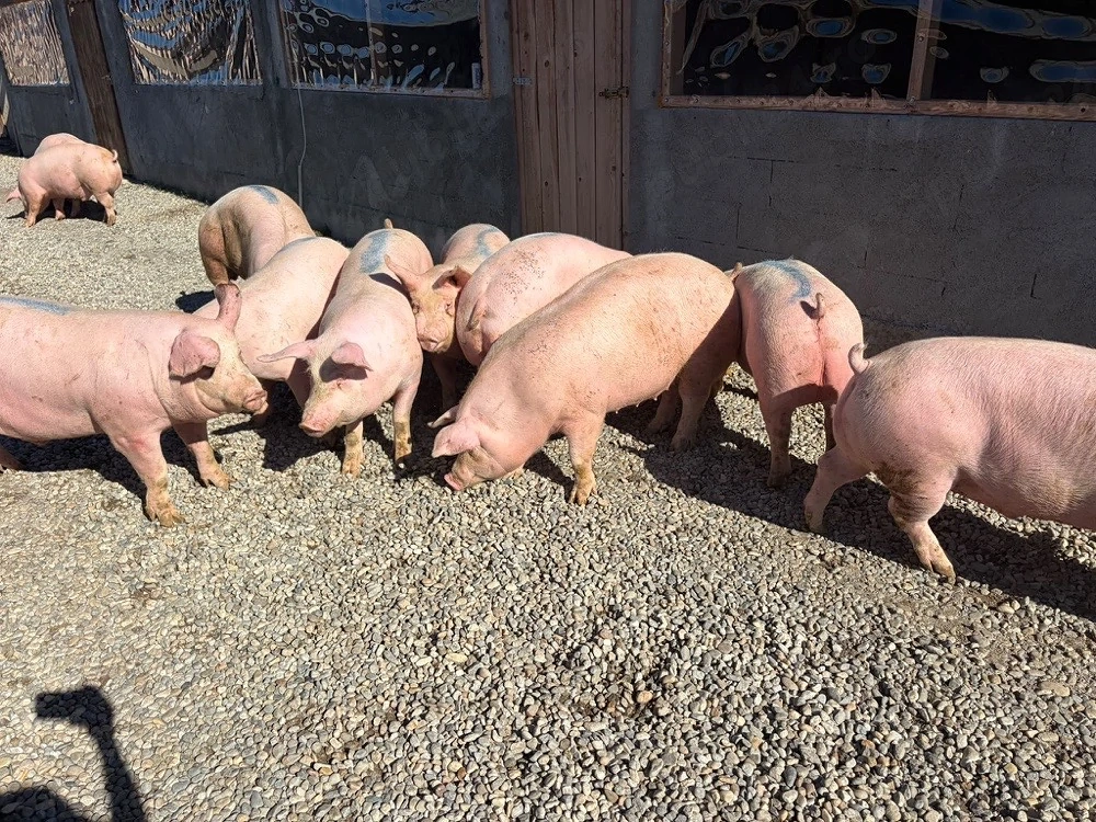 Porci între 80  200 kg calitate garantată 