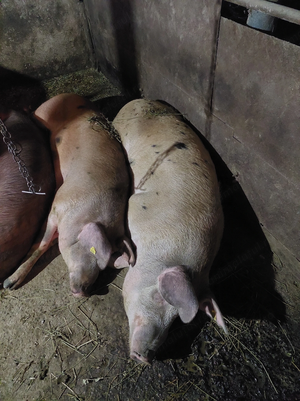 Porci de carne rasa duroc 