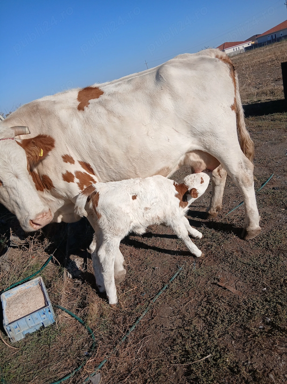 Vaca cu vitea fatata de o luna