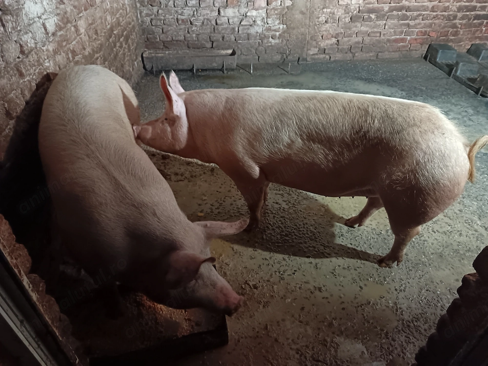 Porci de Vânzare