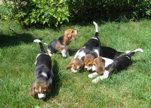 catelusi Beagle crescuti in familie 