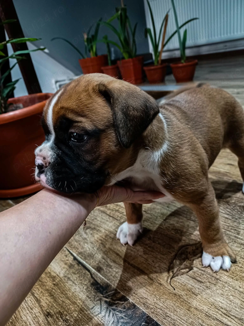 Pui Boxer German superb   O minunăție de cățeluș își caută familie iubitoare!   