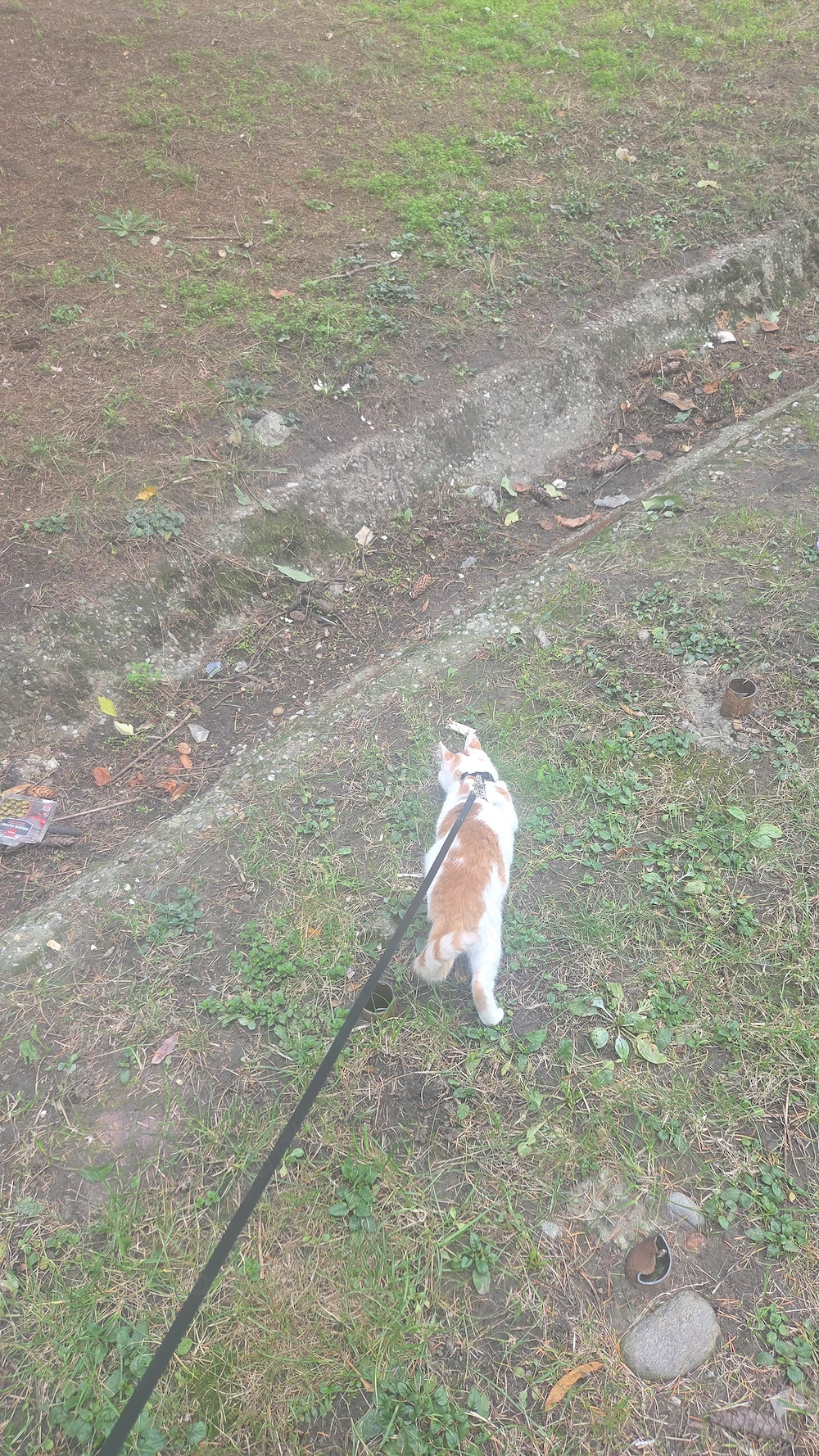 Pet sitter atat domiciuliu meu cat si la al clientului 