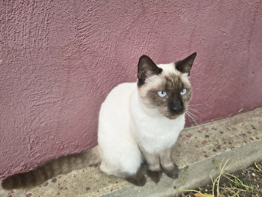 Motanas birmanez.